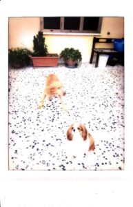 epic fails polaroid